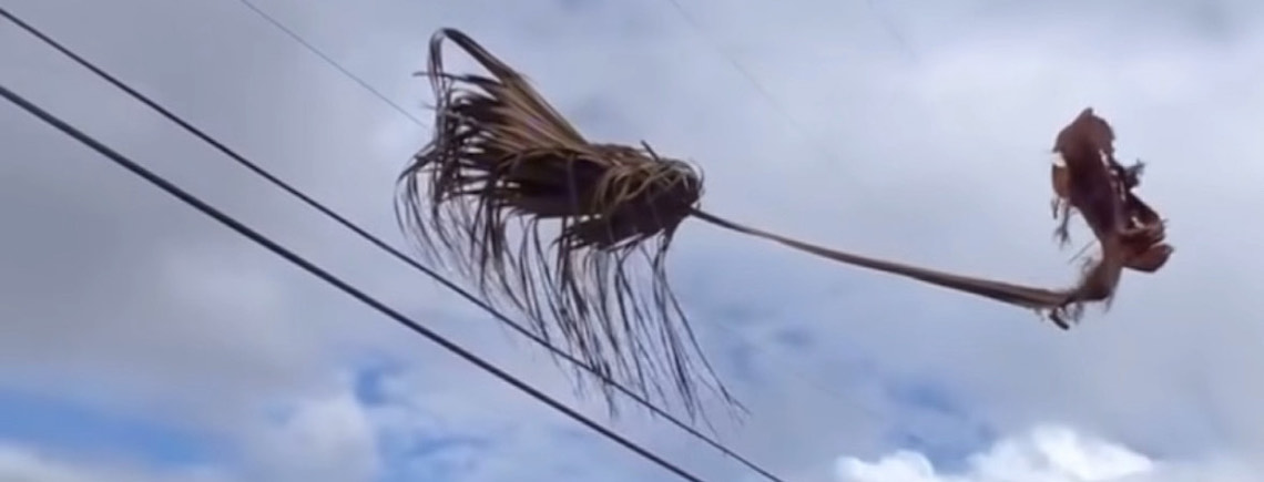 floating palm frond