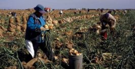 farmworkers
