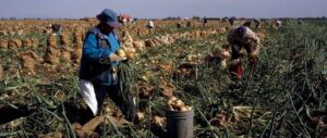 farmworkers
