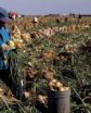 farmworkers