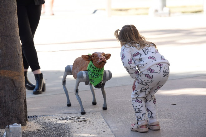robot calf