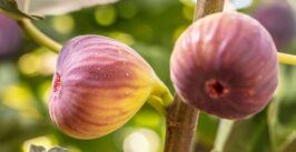 figs