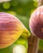 figs