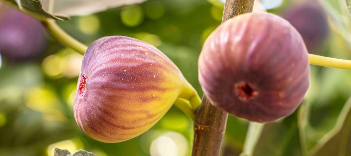 figs