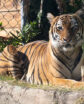 tiger