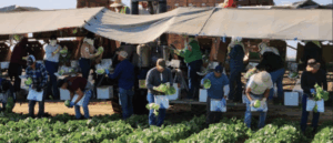 farmworkers harvesting lettuce