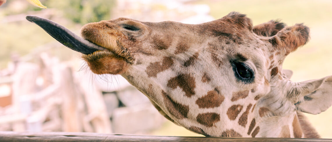 a giraffe sticks its tongue out