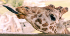 a giraffe sticks its tongue out