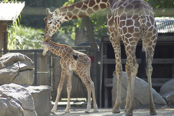 a giraffe tending to a young calf