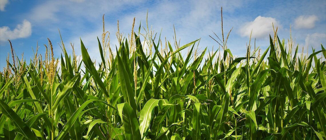 corn stalks against a blue sky
