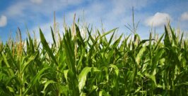 corn stalks against a blue sky