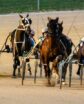 harness racing horses