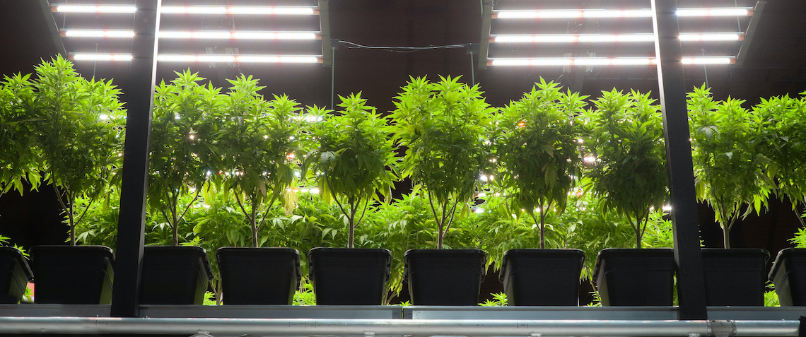 Fresno landlord sues city over $39K fine for tenant’s marijuana plants