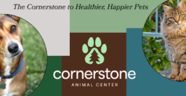 dog and cat flyer for cornerstone