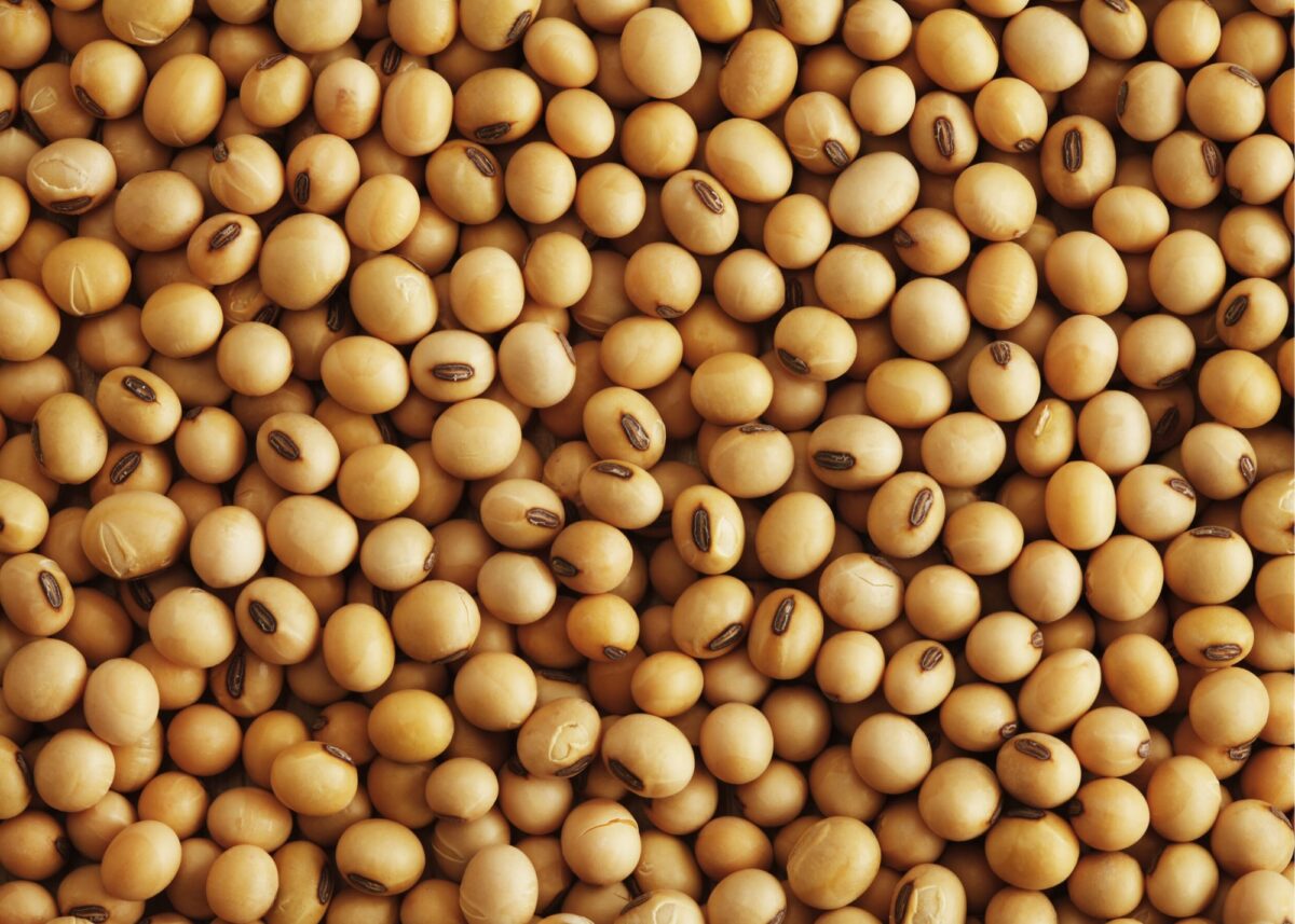 soybeans on a flat surface