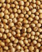 soybeans on a flat surface