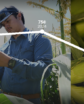 corn trend lines with farmer and ears