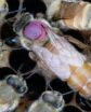 queen bee marked