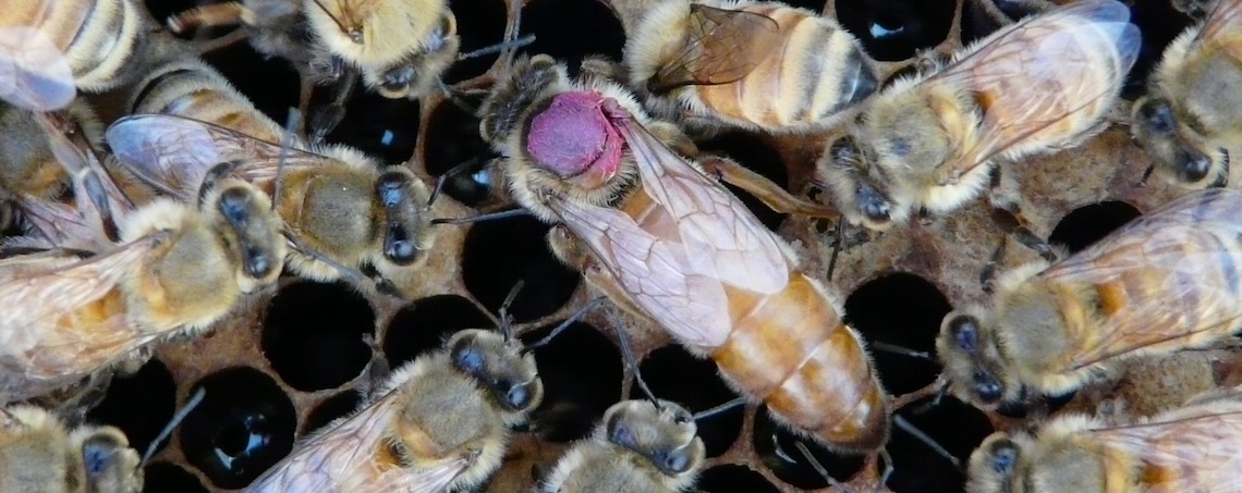UC Davis study finds honeybee queens transfer pesticides to eggs