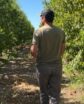 Valley Farmer Drew Ketelson walks along his nectarine orchard. Photo credit: Esther Quintanilla/Central Valley Journalism Collaborative