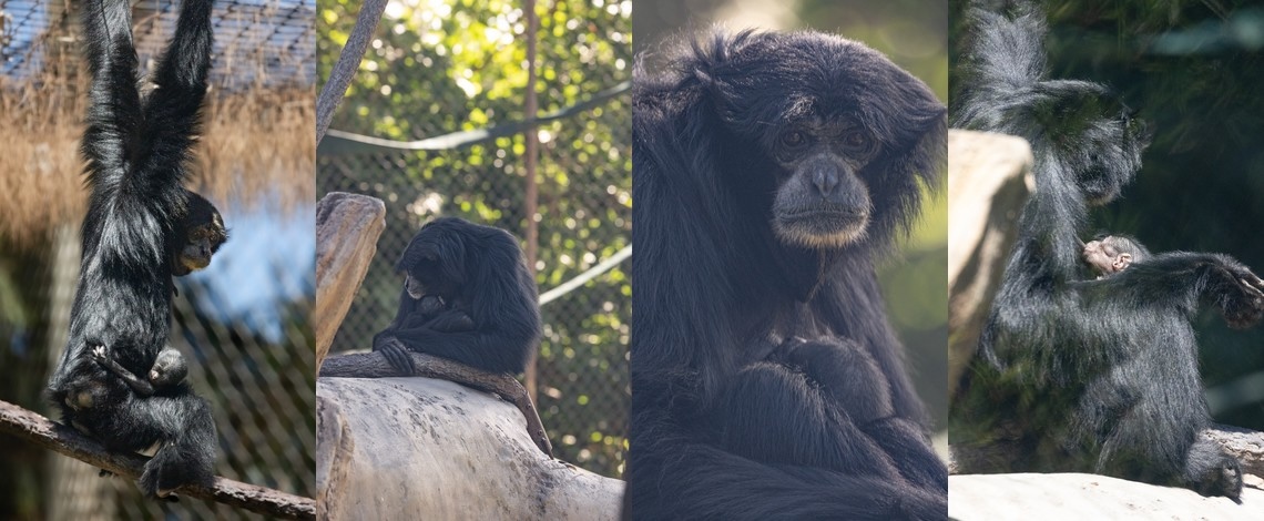 panel collage of siamang mom and baby