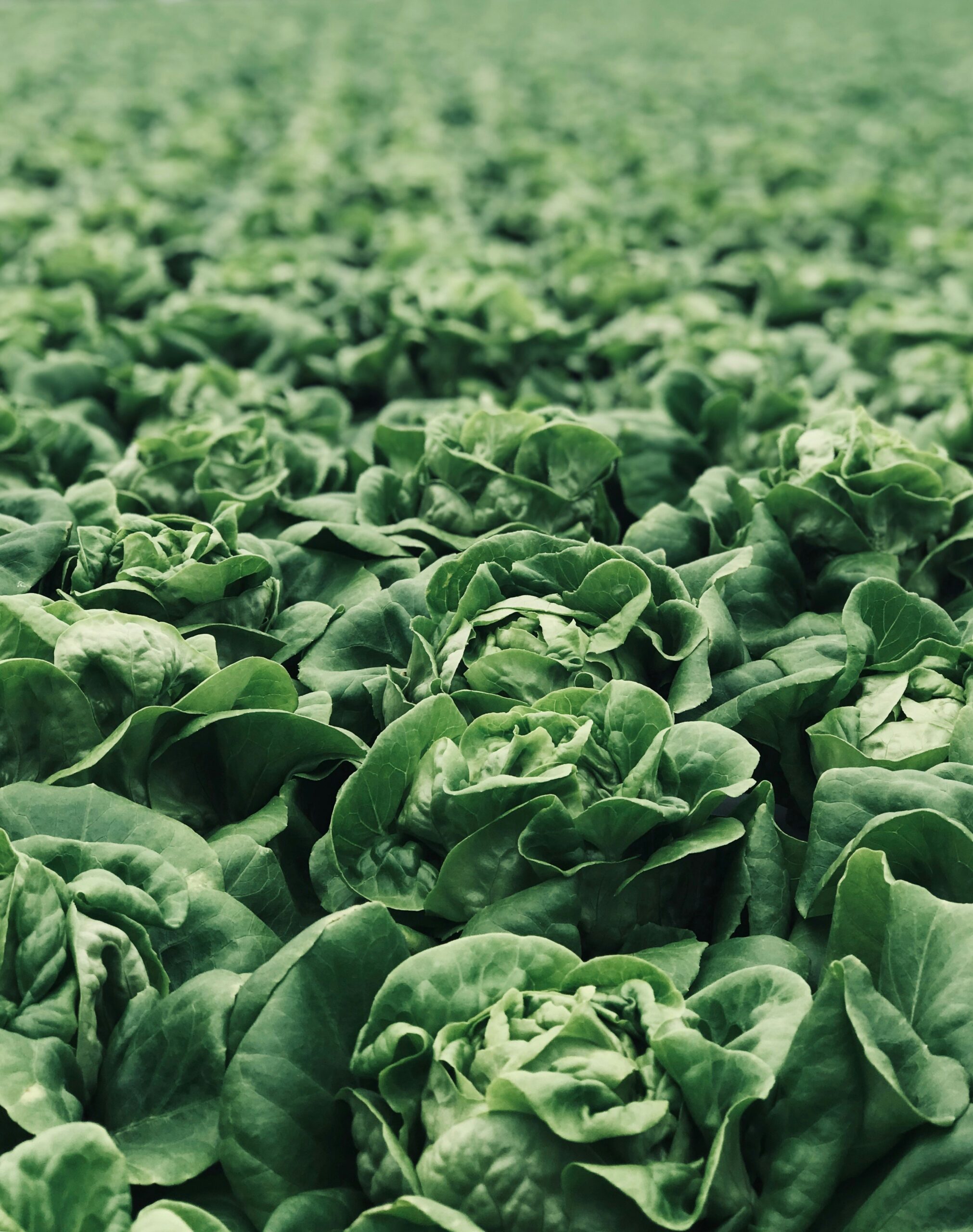 Cyclospora outbreak linked to lettuce reaches 20 states