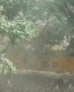 an almond harvester shakes an almond tree by its base, with dust kicking up