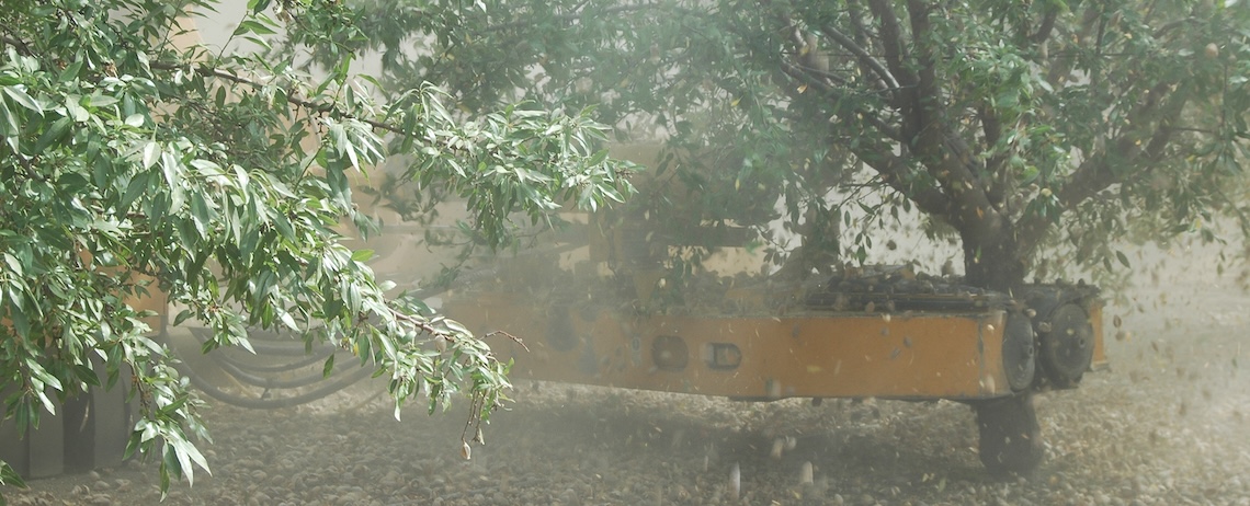 an almond harvester shakes an almond tree by its base, with dust kicking up