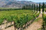 winegrapes