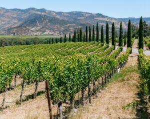 winegrapes