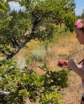 people an apple orchard